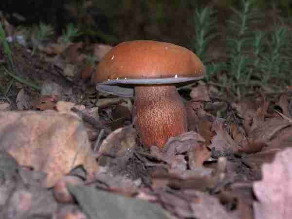  Image name: 197 Porcino.jpg 
 width: 600 pixel 
 height: 450 pixel 
 Size: 14046 bytes 
 Click to enlarge 